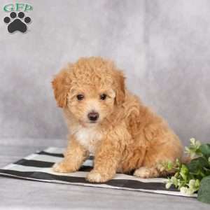 Heidi, Bich-Poo Puppy